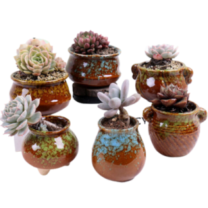 Glazed Garden Pots | Set Of 6